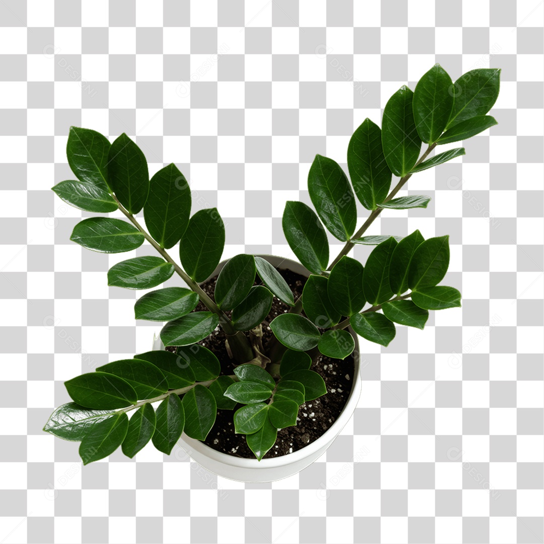 Plantas Folhas PNG Transparente