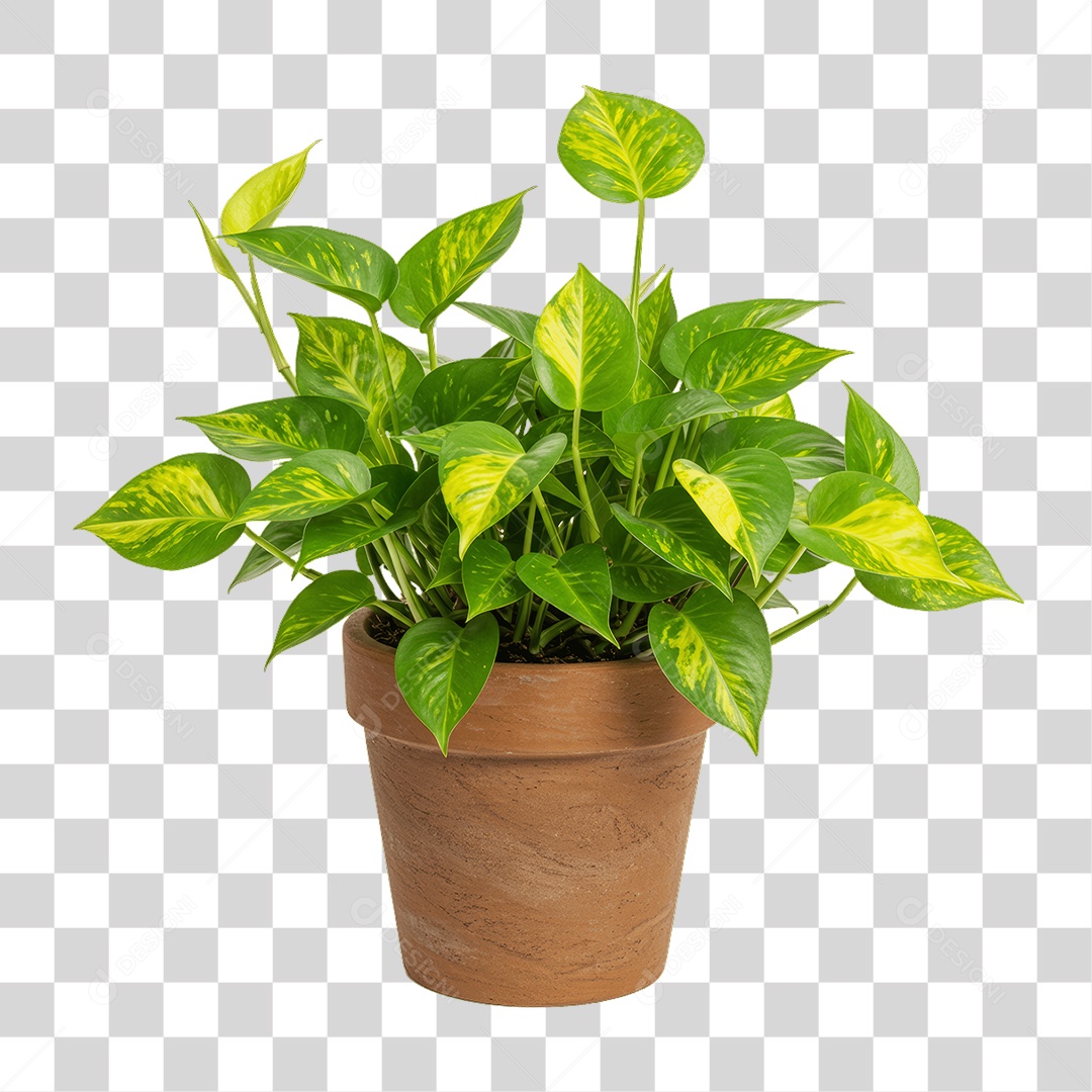 Plantas Folhas PNG Transparente