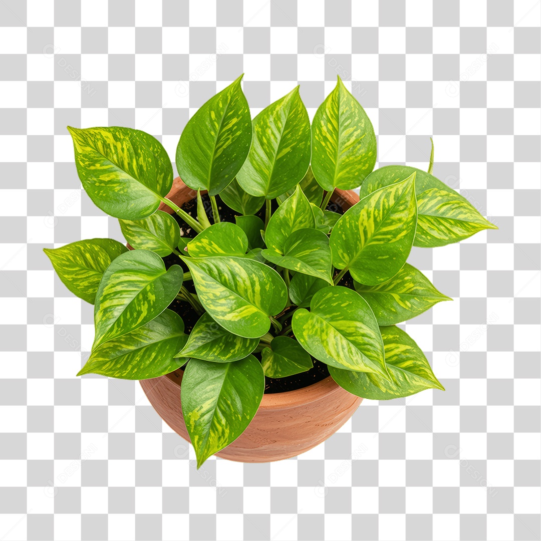 Plantas Folhas PNG Transparente