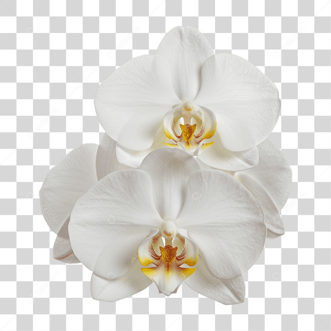 Plantas FLores PNG Transparente