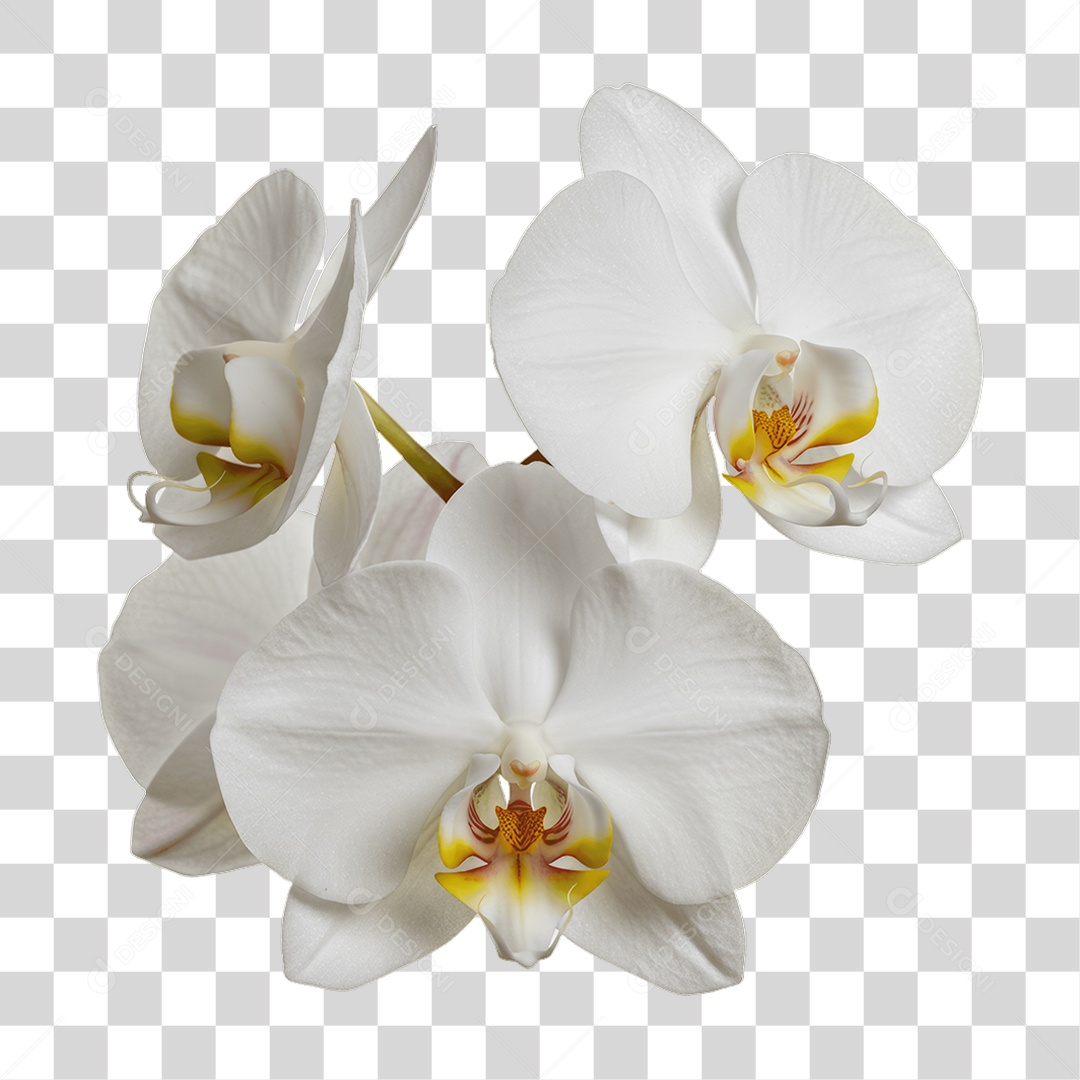 Plantas FLores PNG Transparente