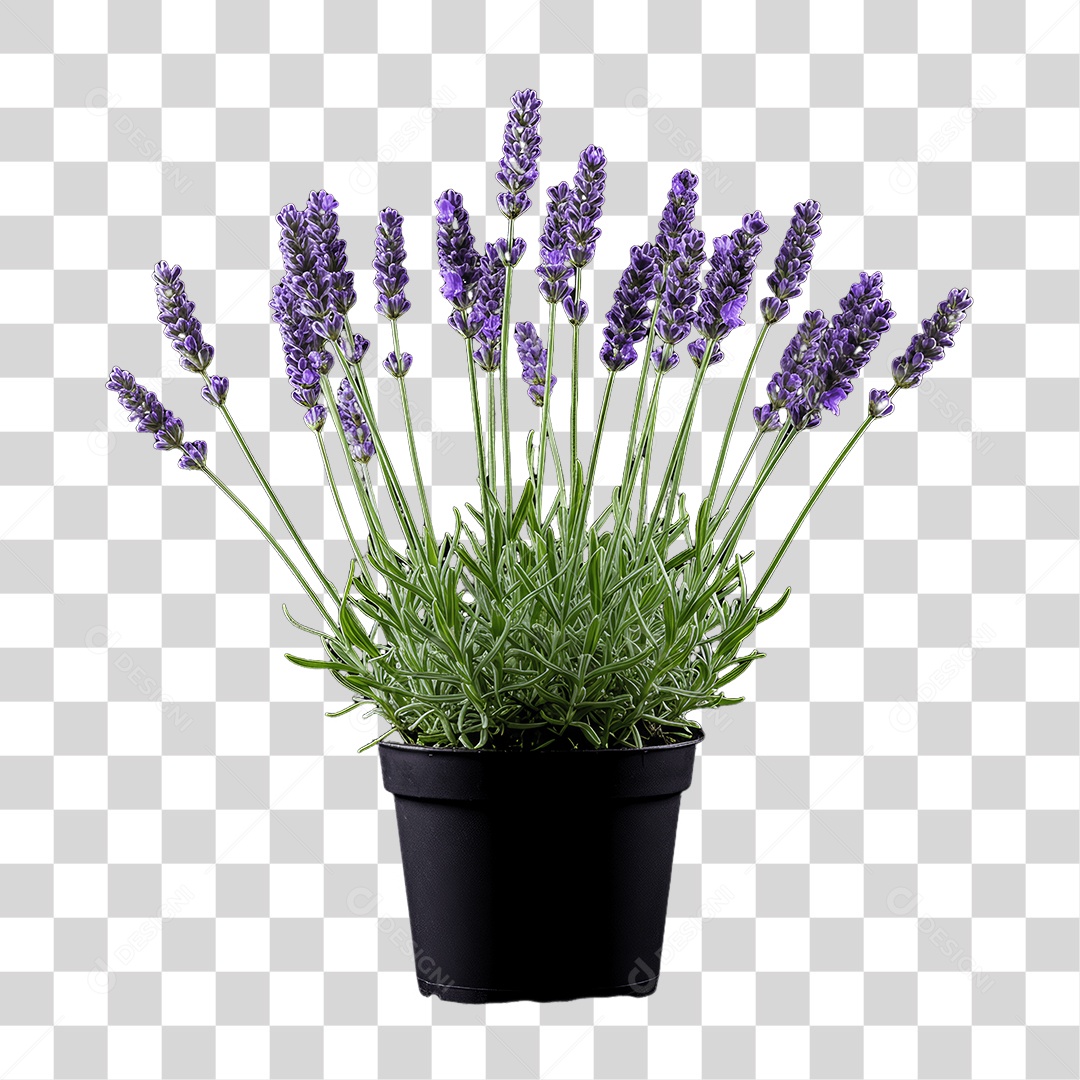 Plantas FLores PNG Transparente