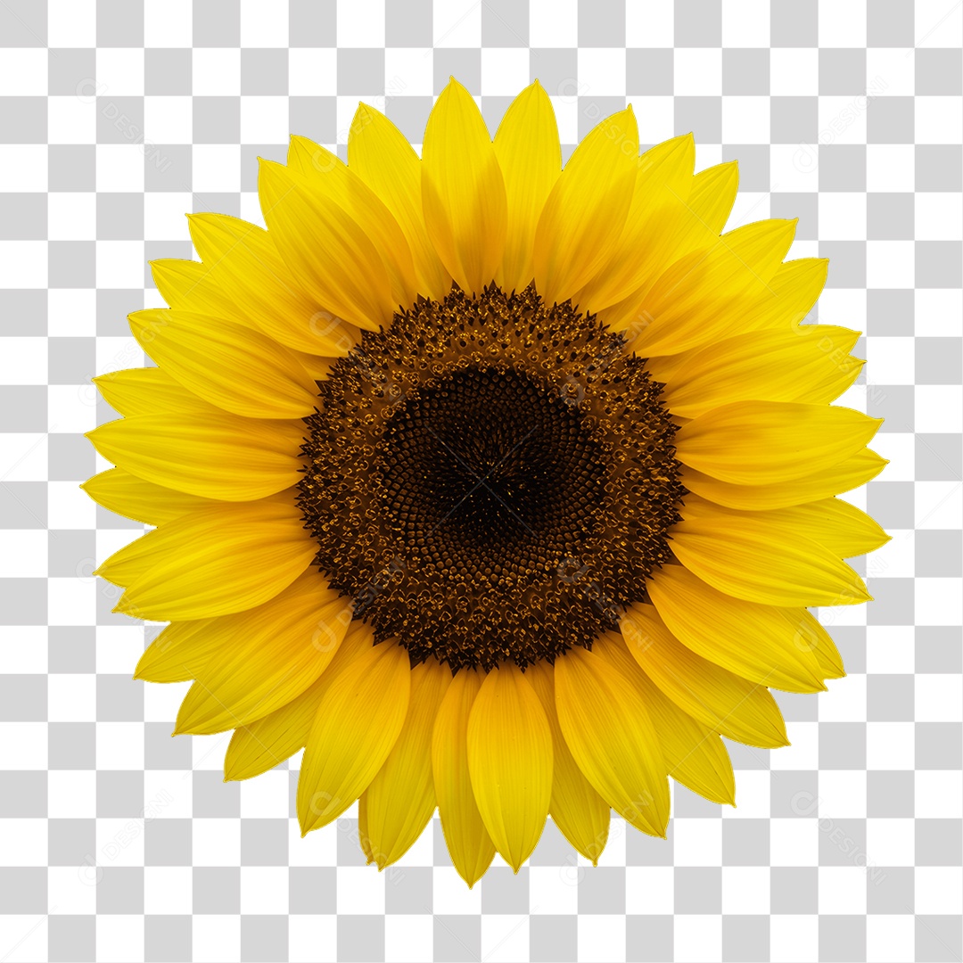 Plantas FLores PNG Transparente