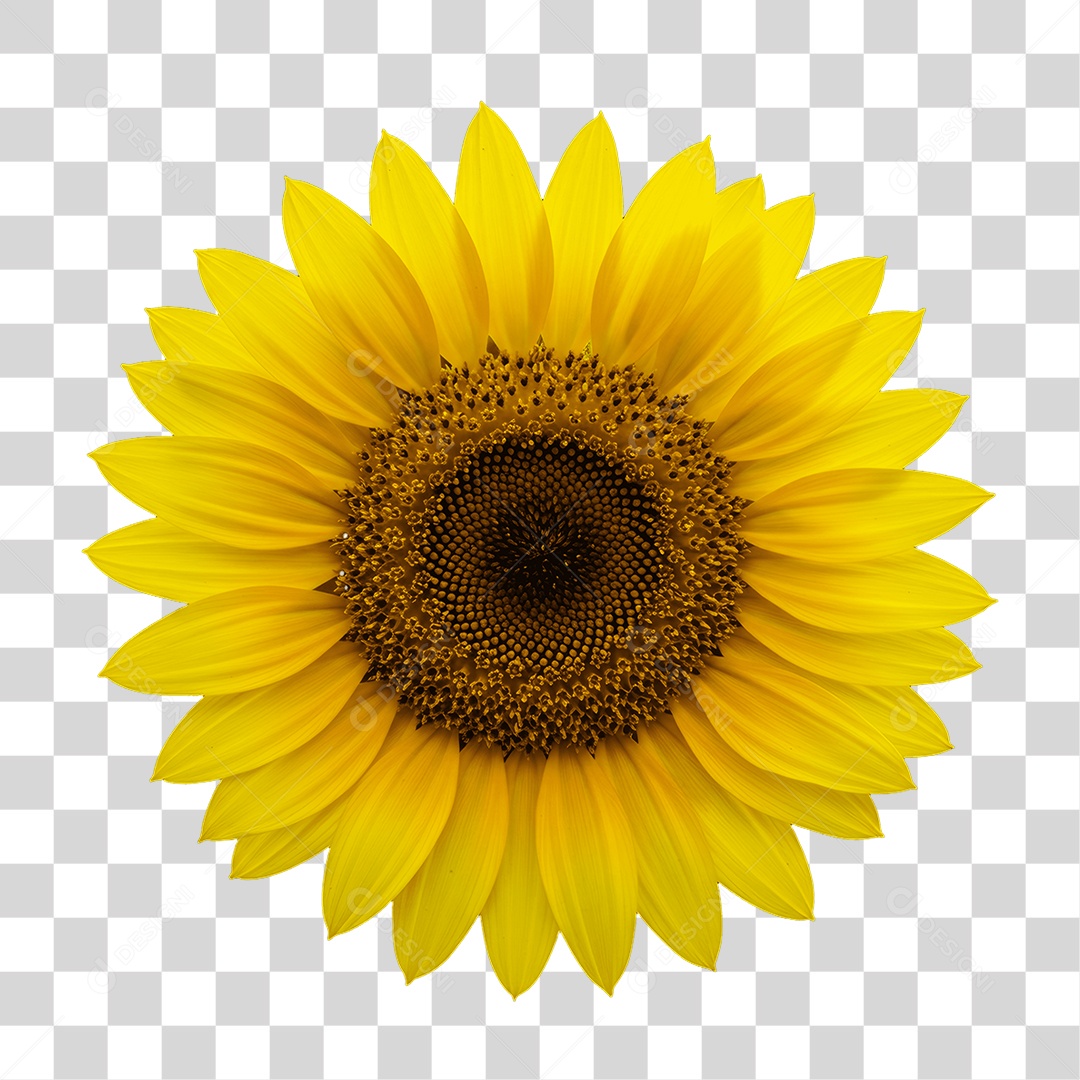 Plantas FLores PNG Transparente