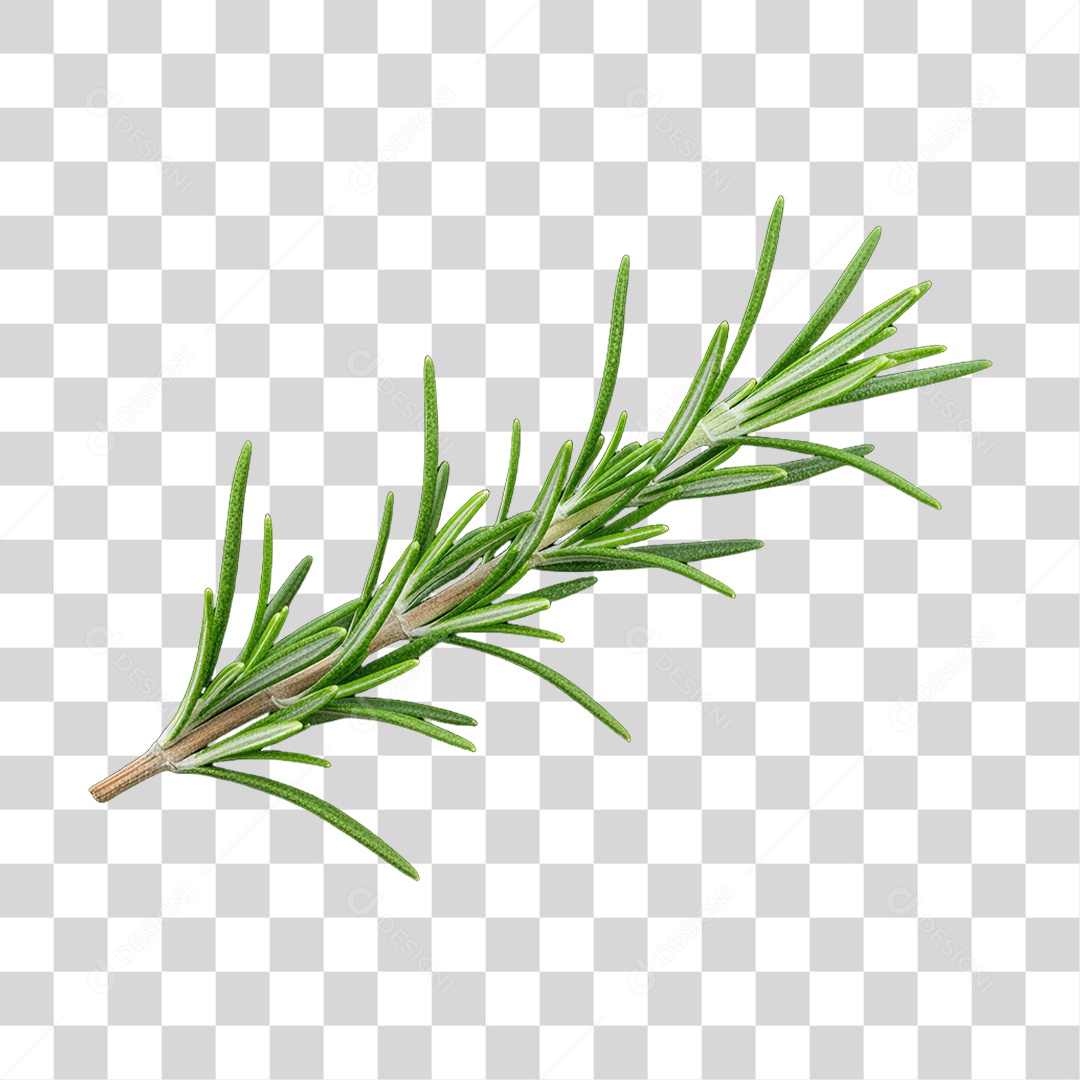 Plantas Folhas PNG Transparente