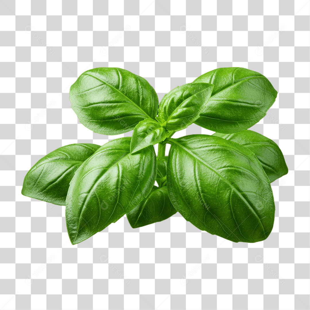 Plantas Folhas PNG Transparente