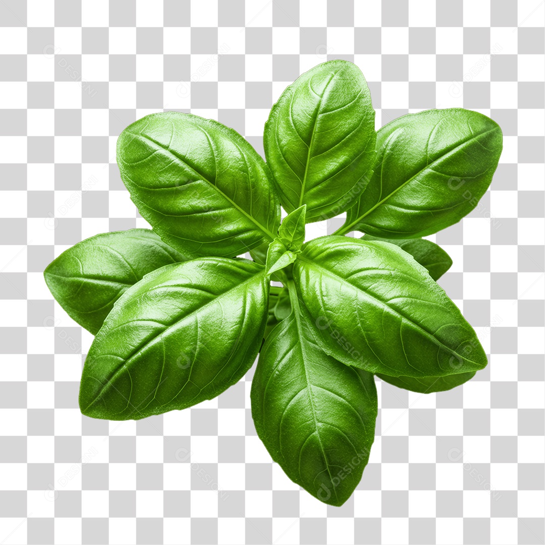 Plantas Folhas PNG Transparente