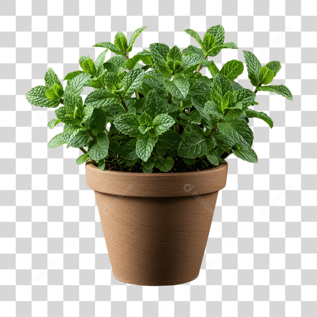 Plantas Folhas PNG Transparente