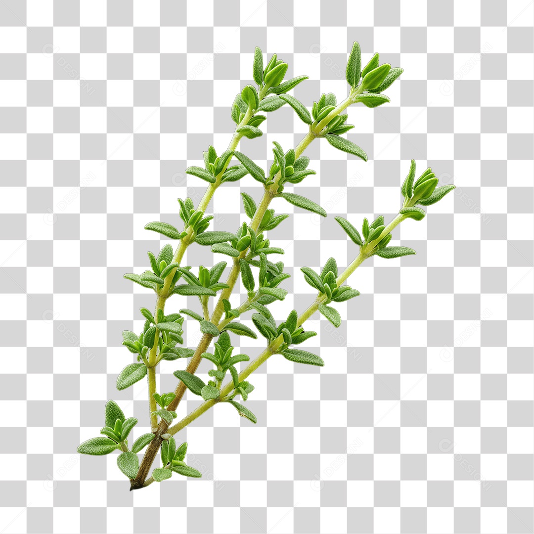 Plantas Folhas PNG Transparente