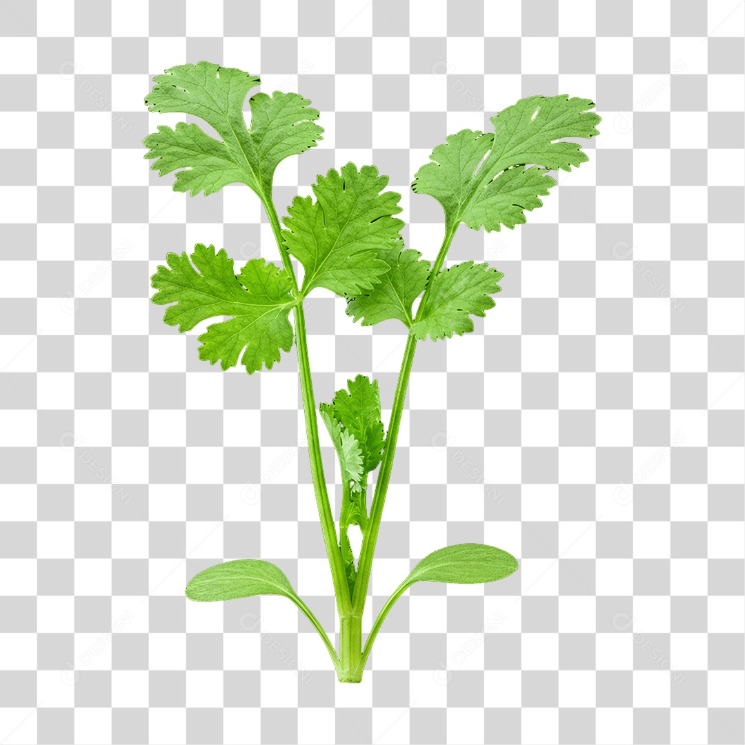 Plantas Folhas PNG Transparente