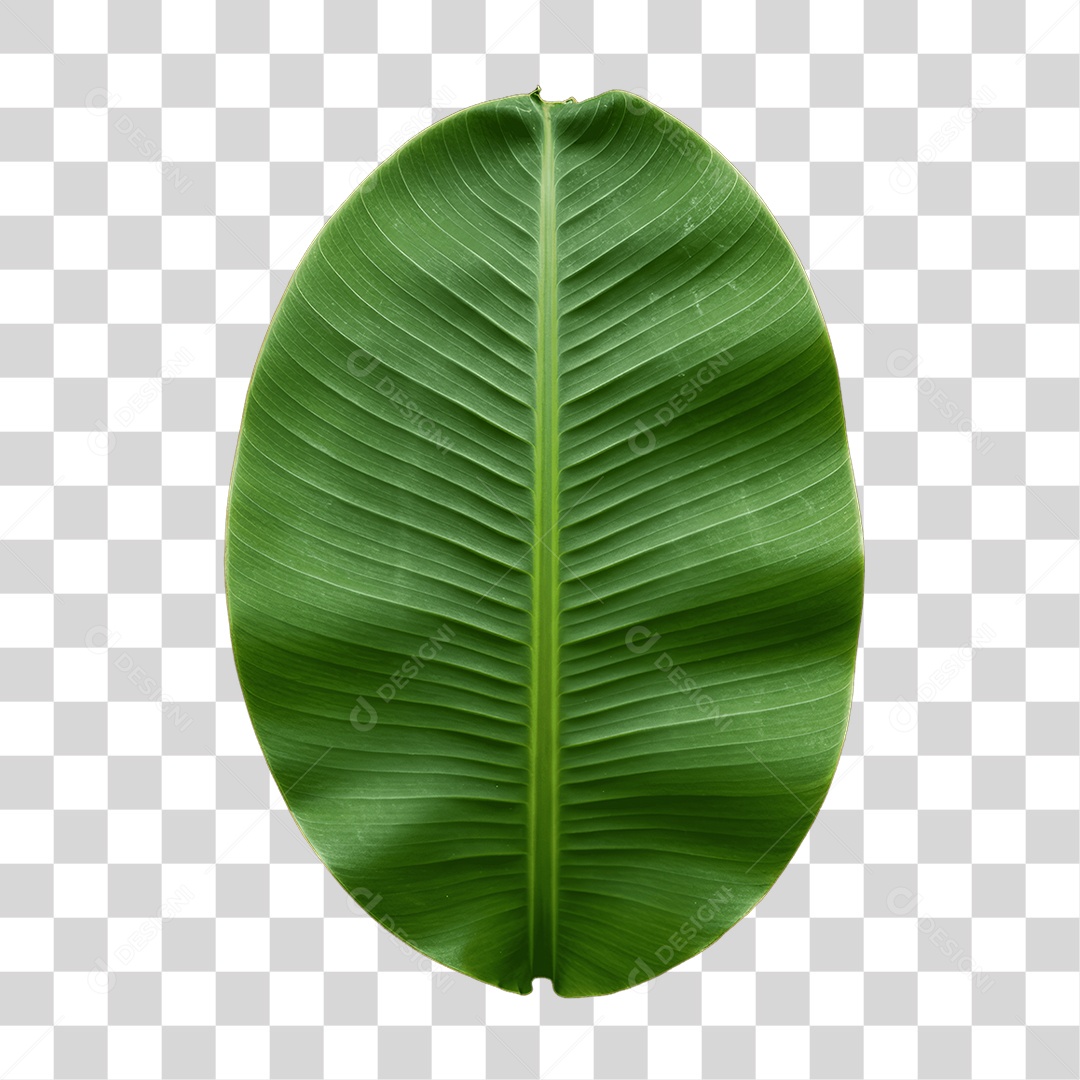 Plantas Folhas PNG Transparente