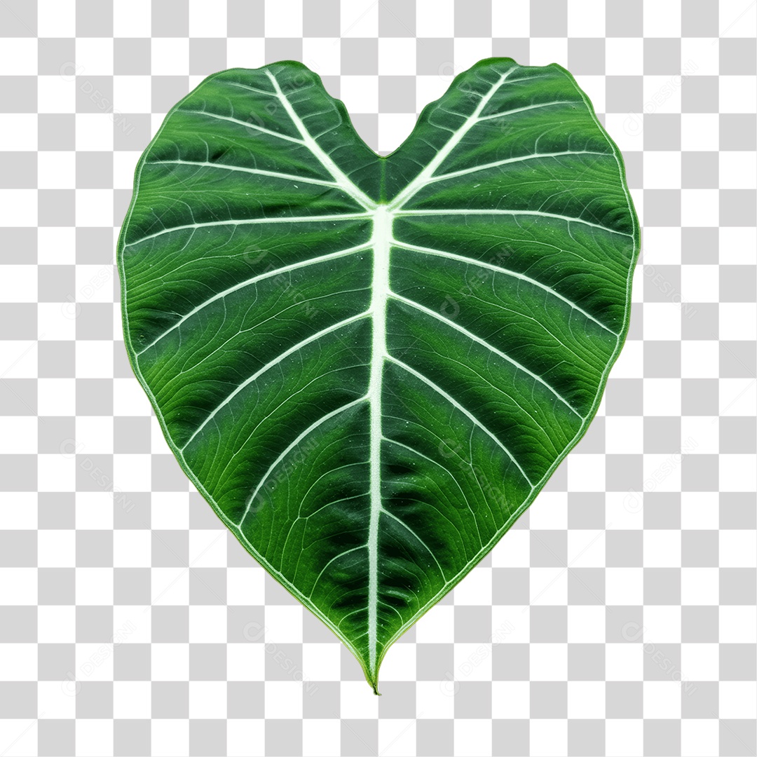 Plantas Folhas PNG Transparente