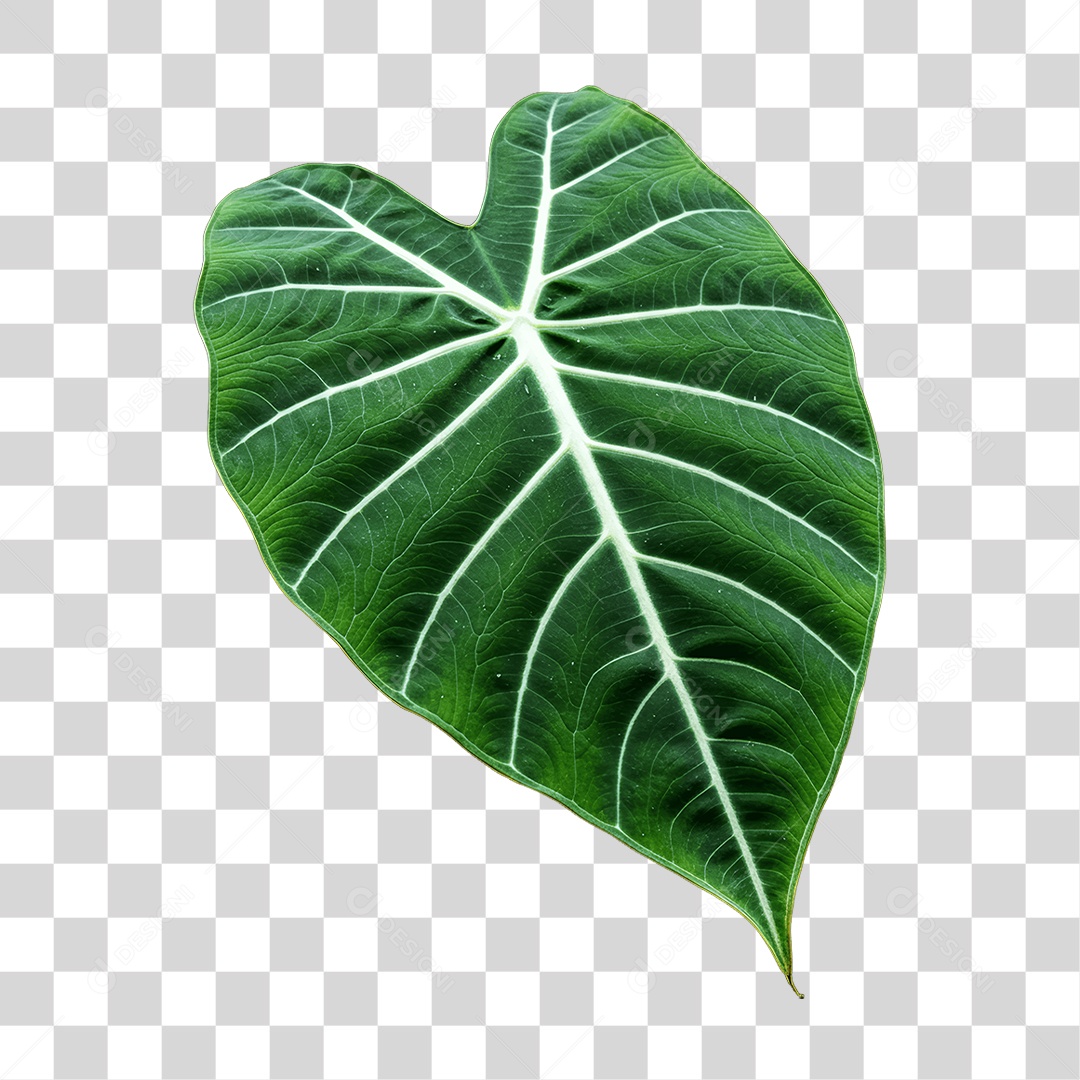 Plantas Folhas PNG Transparente