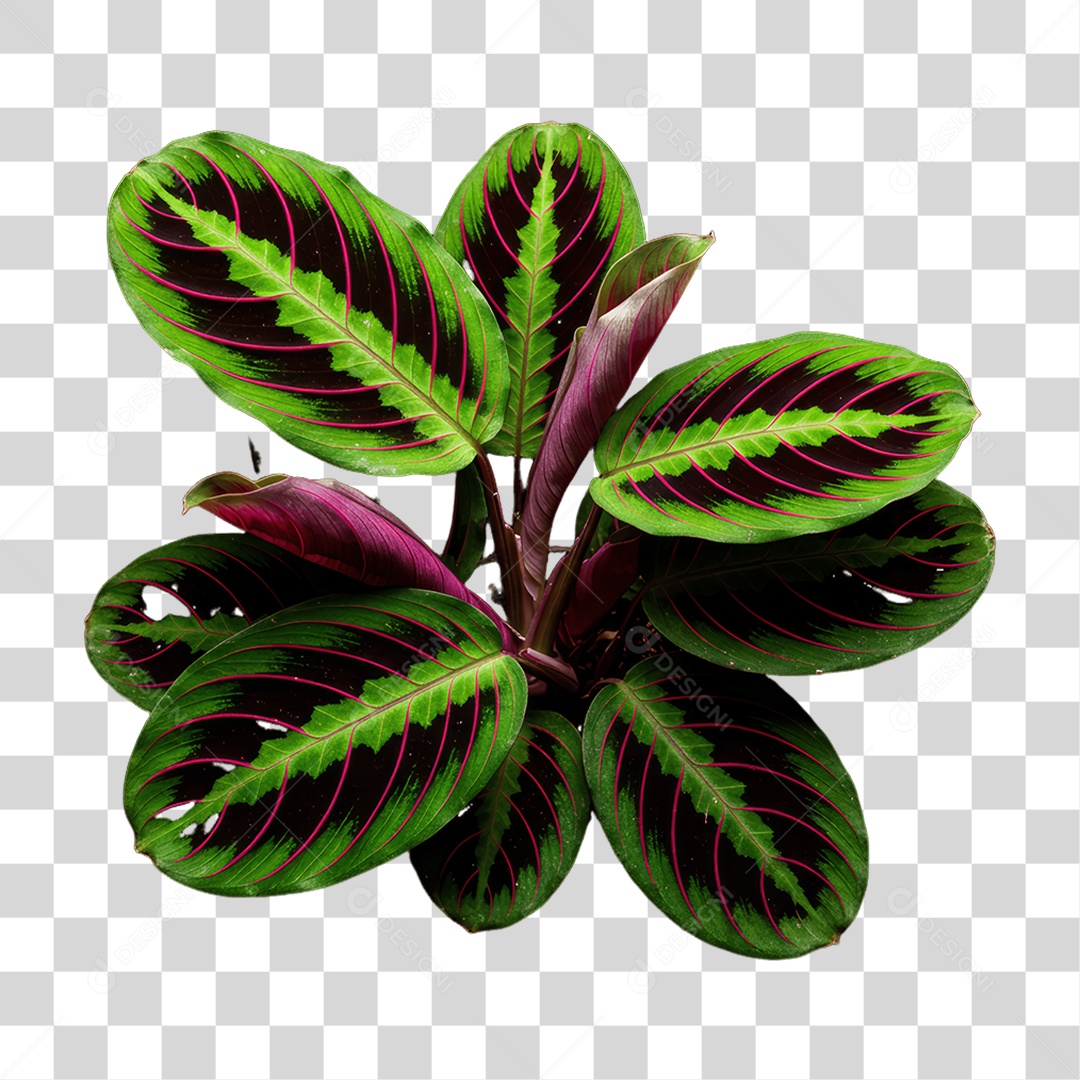 Plantas Folhas PNG Transparente