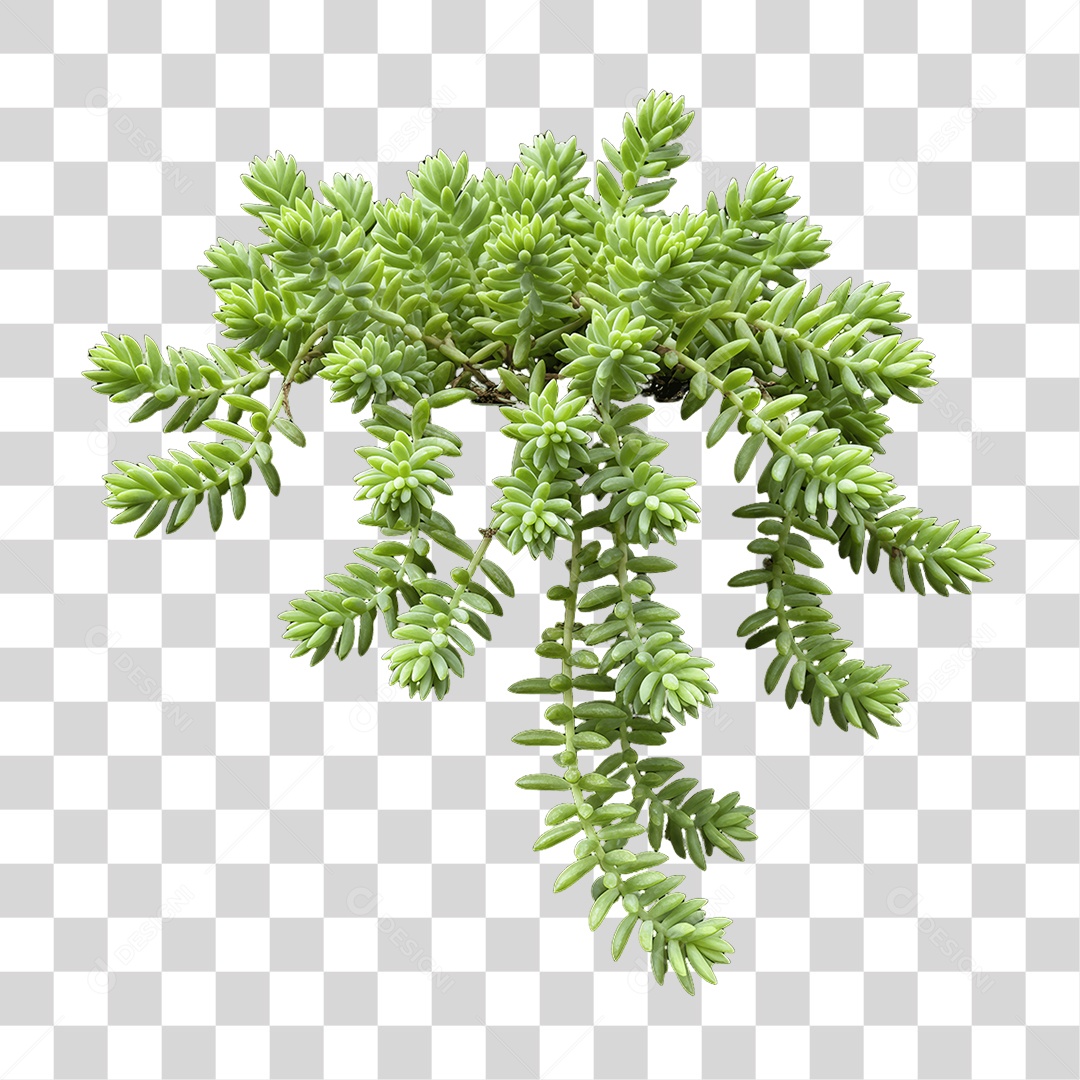 Plantas Folhas PNG Transparente