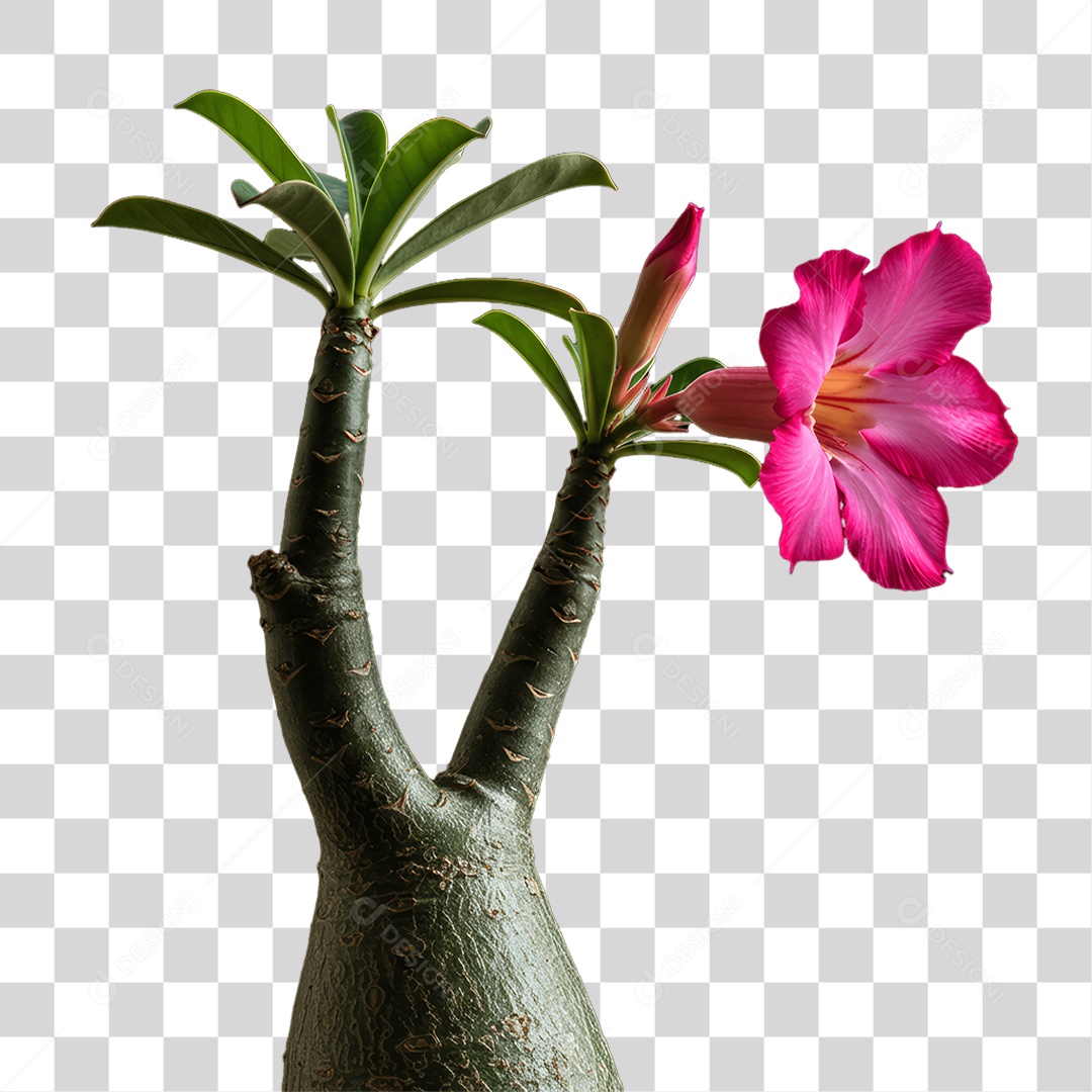 Plantas Folhas PNG Transparente