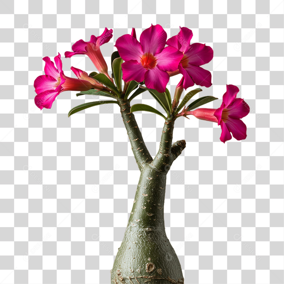 Plantas Folhas PNG Transparente