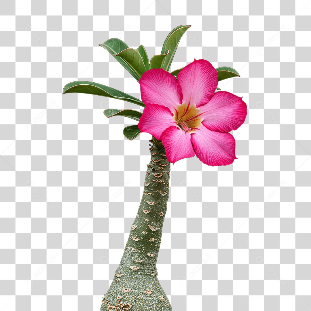 Plantas Folhas PNG Transparente