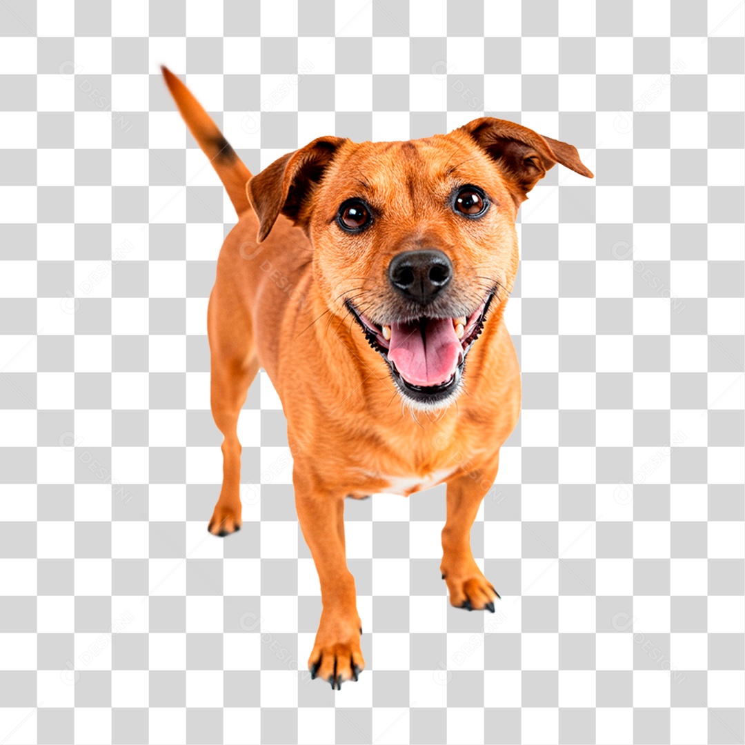 Cachorro PNG Transparente