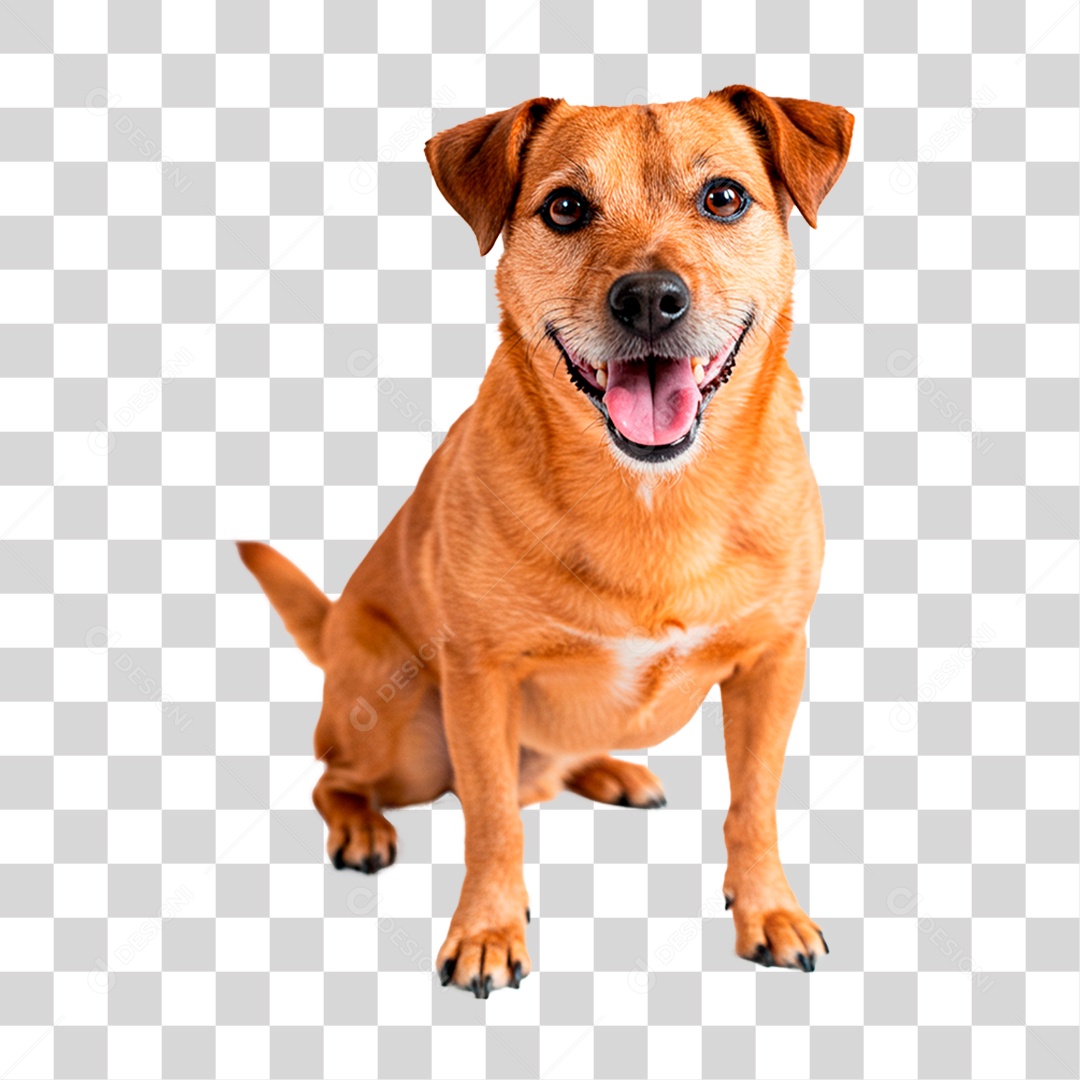 Cachorro PNG Transparente