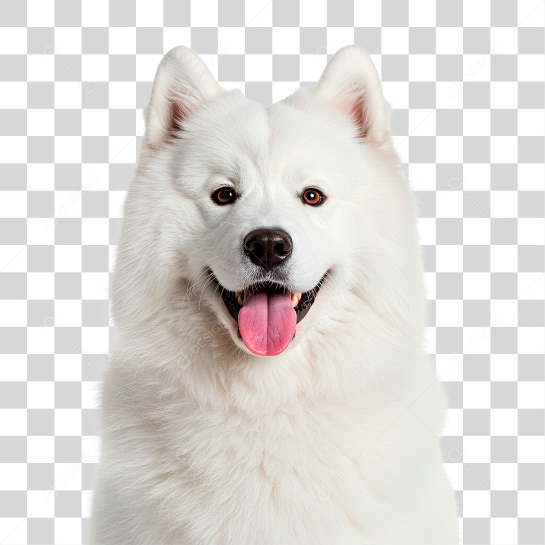 Cachorro PNG Transparente