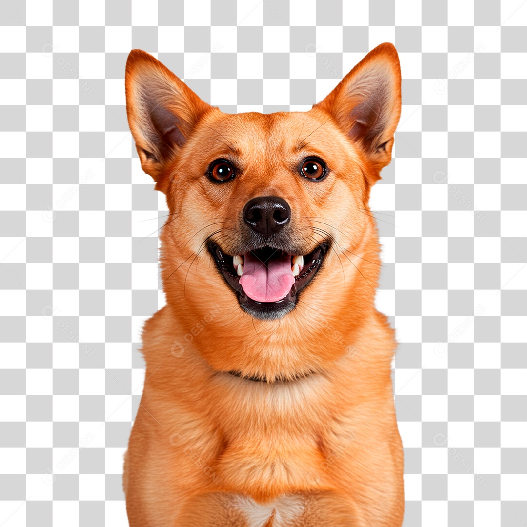 Cachorro PNG Transparente
