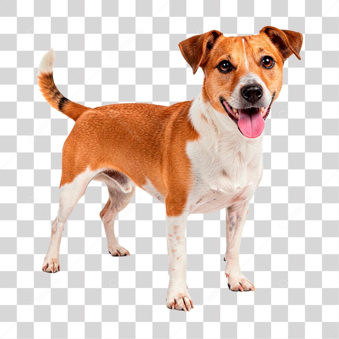 Cachorro PNG Transparente