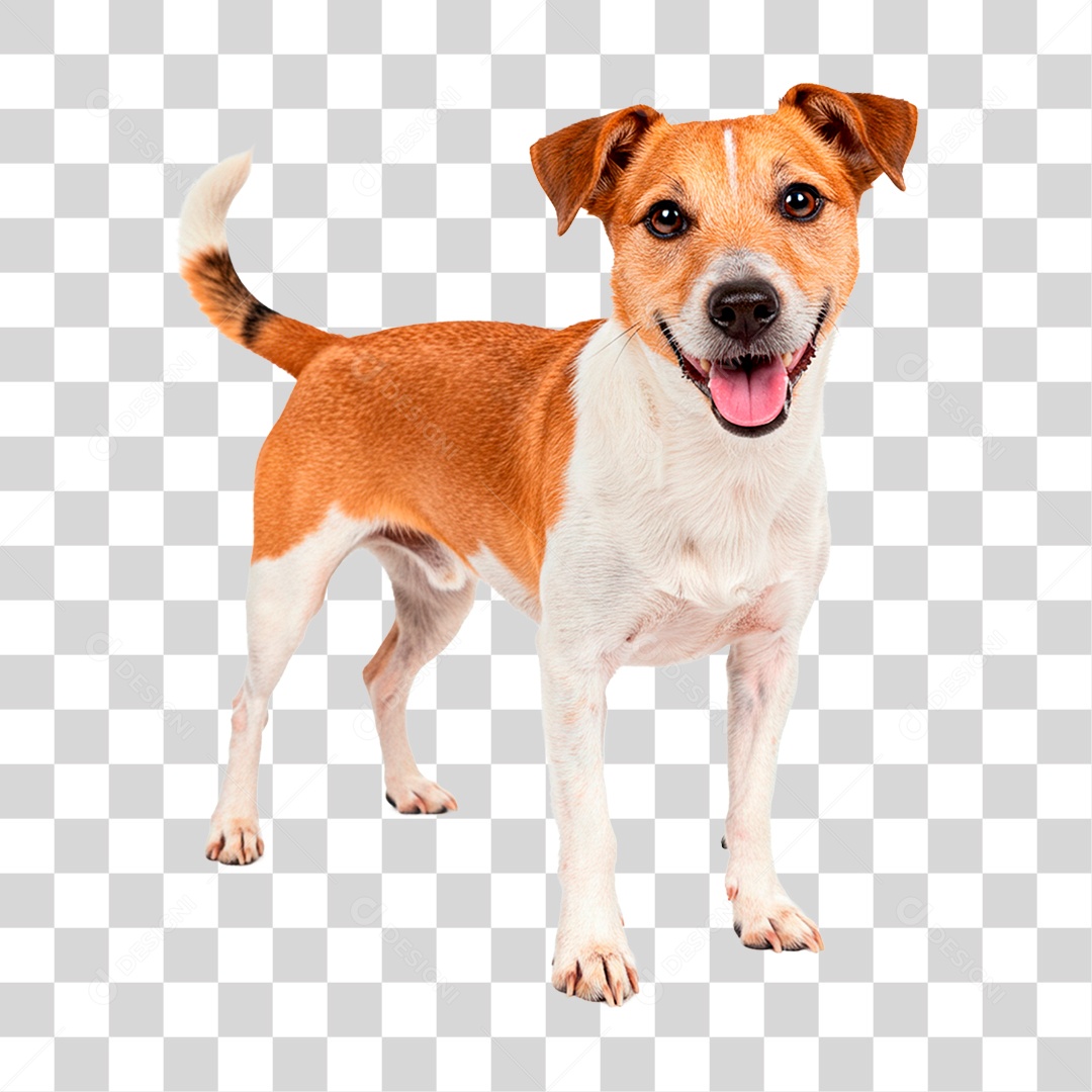 Cachorro PNG Transparente