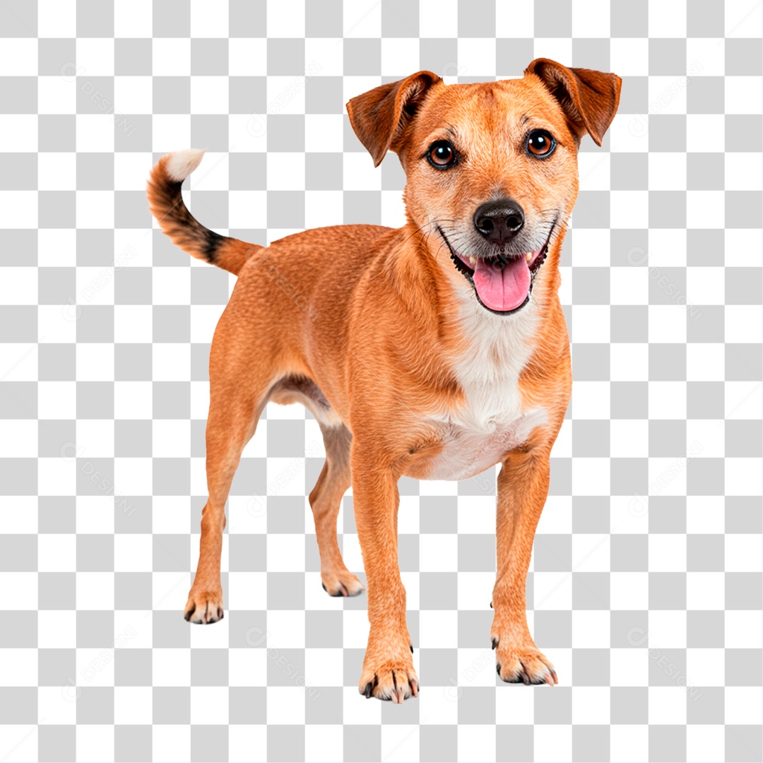 Cachorro PNG Transparente
