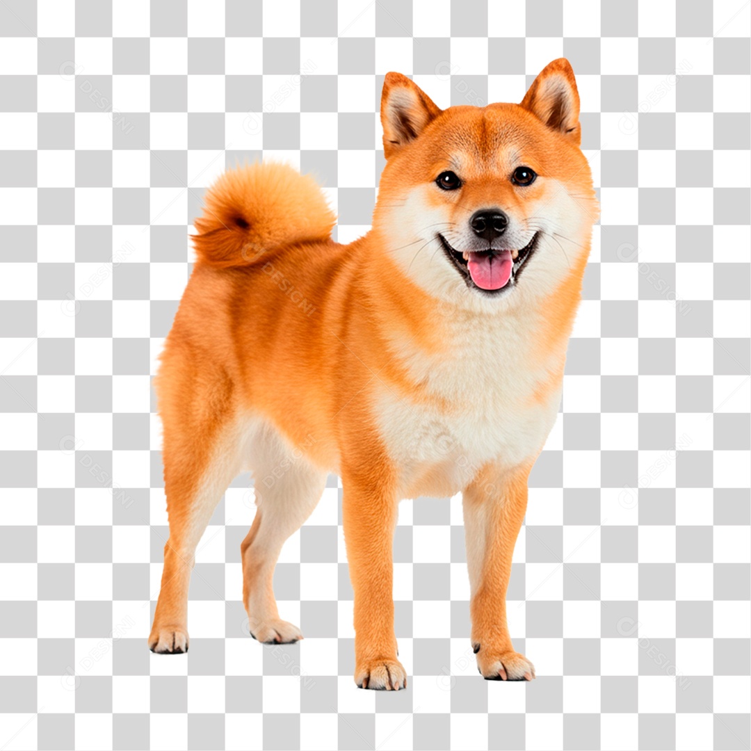 Cachorro PNG Transparente