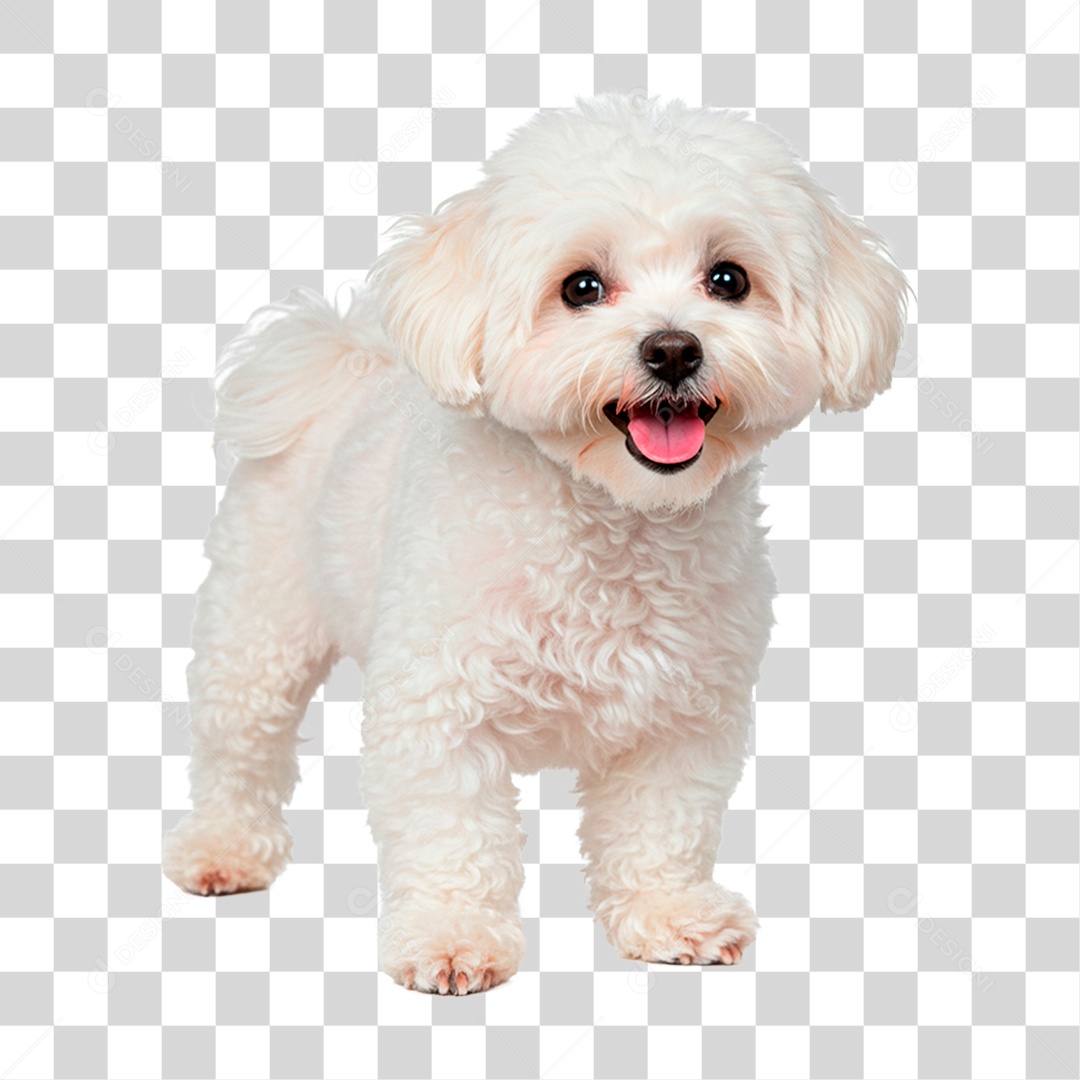 Cachorro PNG Transparente