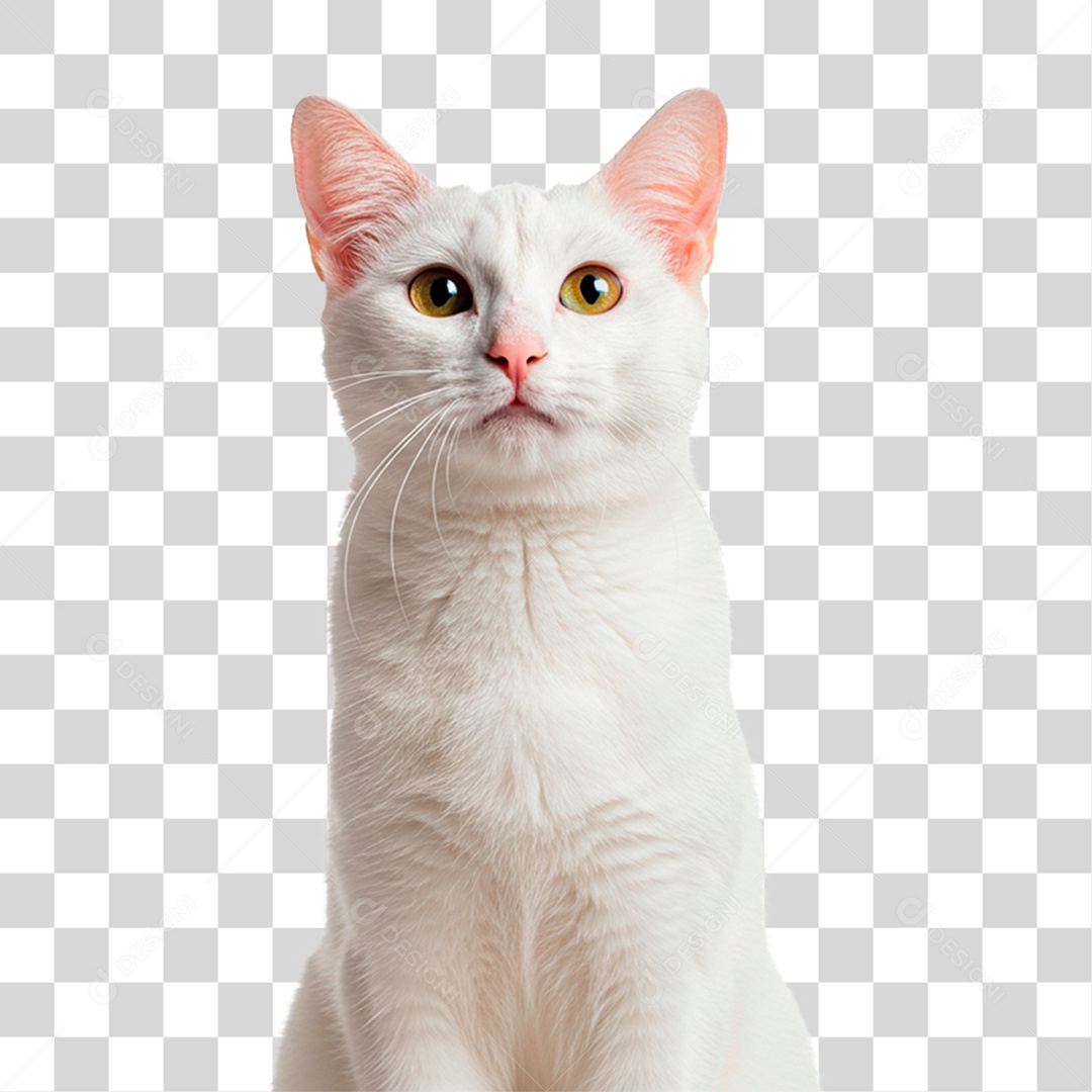 Gato Branco PNG Transparente