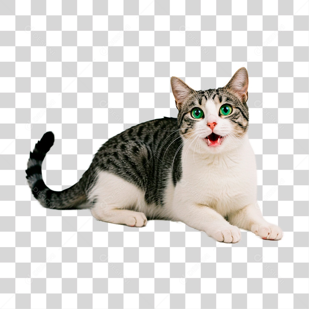 Gato PNG Transparente