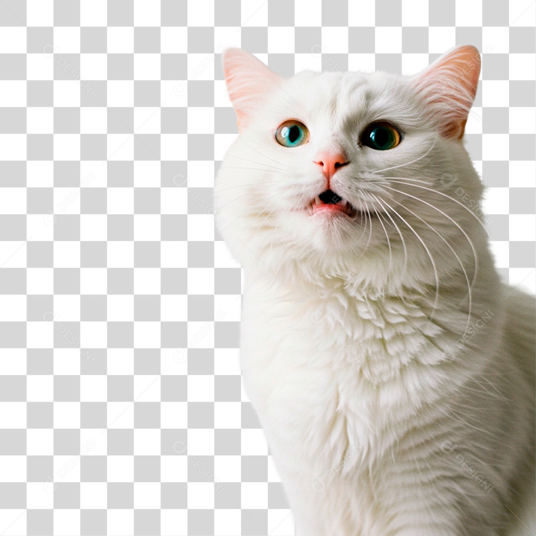 Gato Branco PNG Transparente