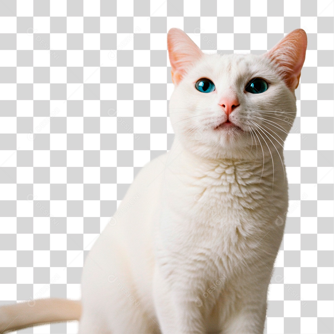 Gato Branco PNG Transparente