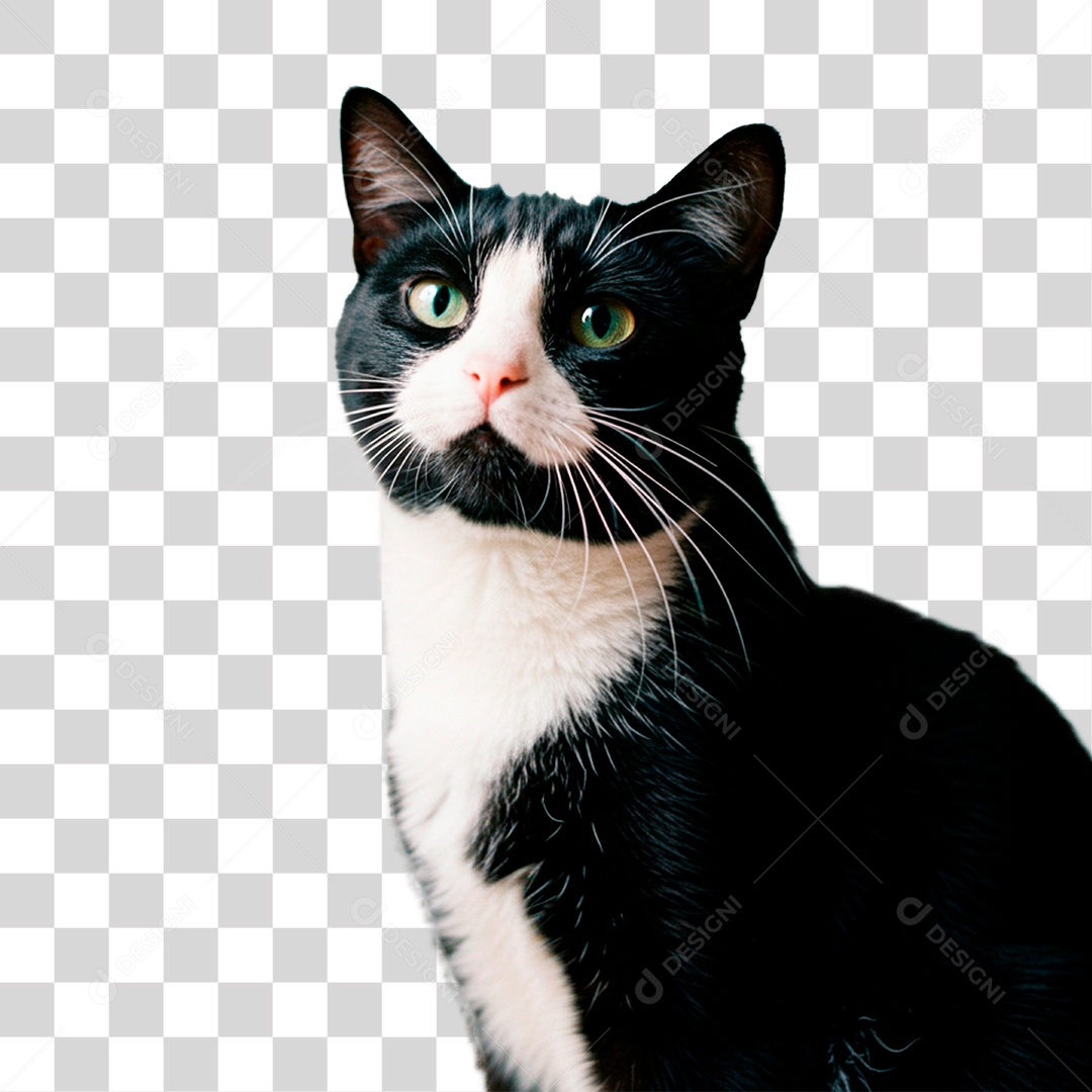 Gato PNG Transparente