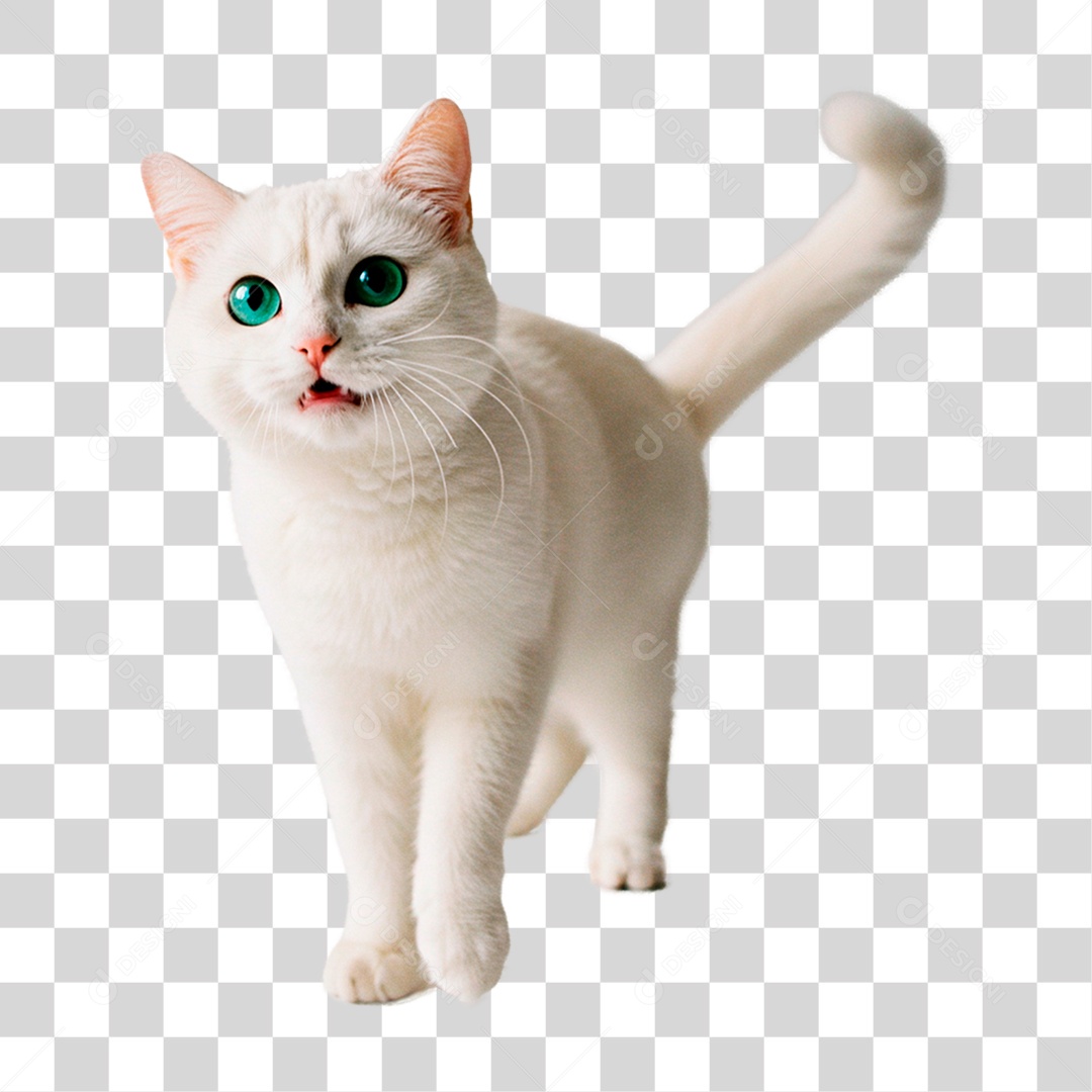 Gato Branco PNG Transparente