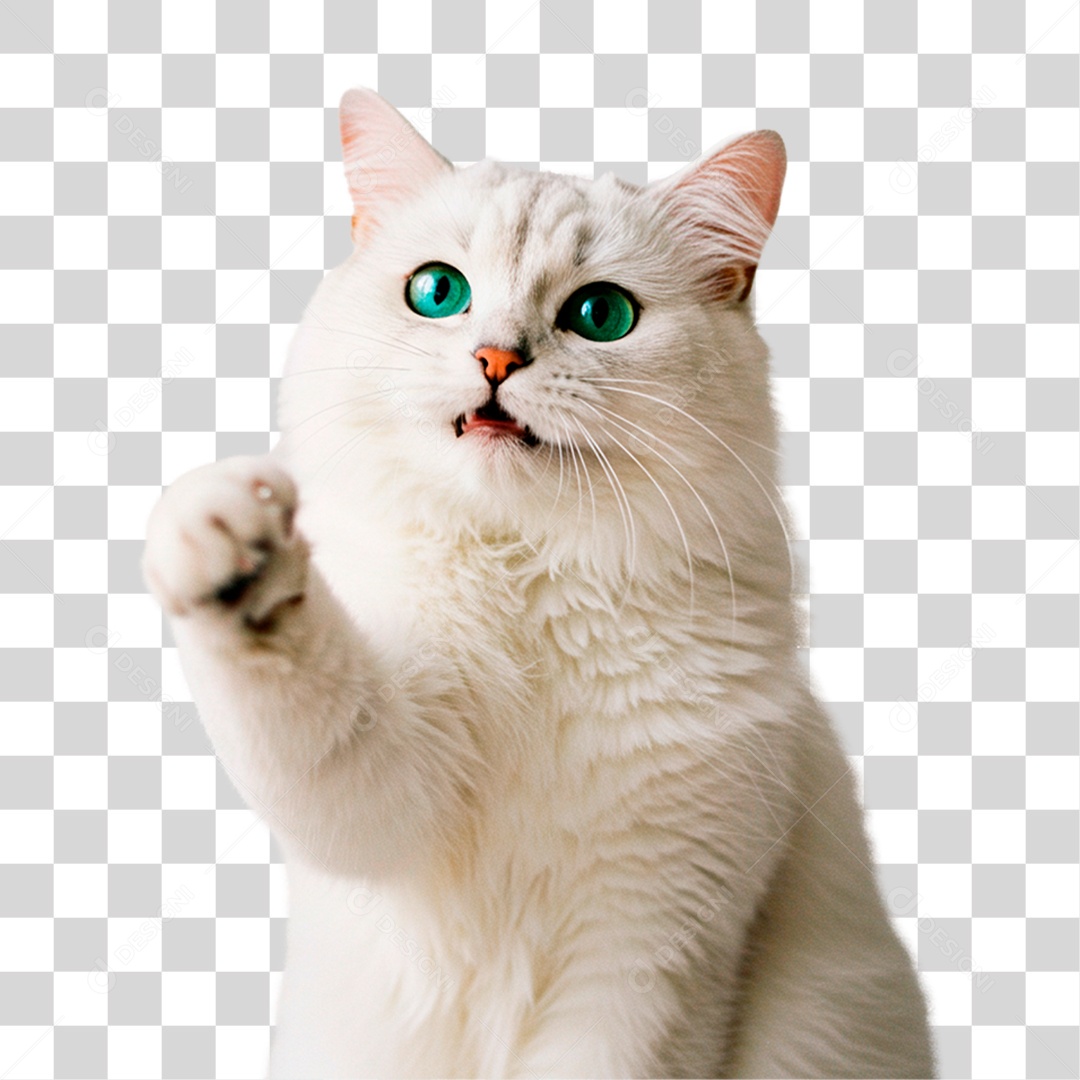 Gato Branco PNG Transparente