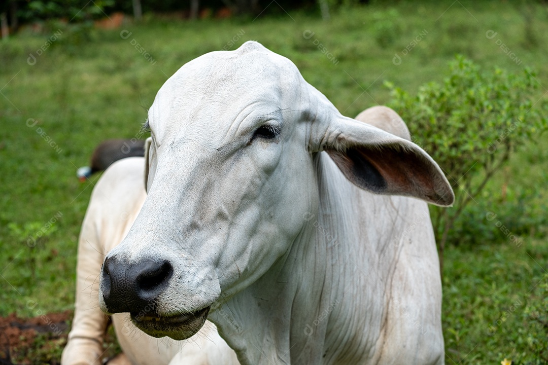 Gado nelore no pasto ao anoitecer