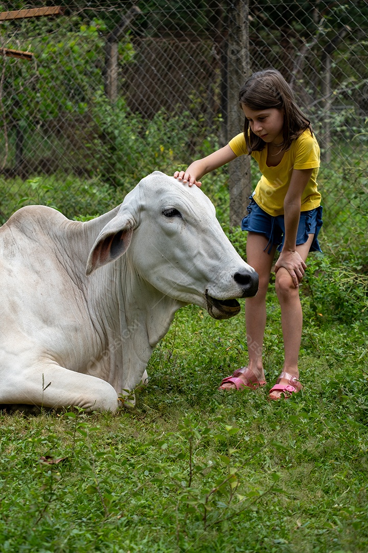 Menina acariciando a cabeça de uma vaca deitada no pasto