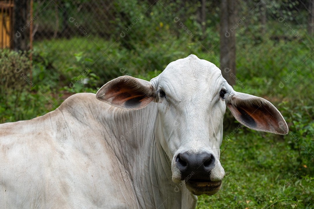 Vaca nelore ruminando e deitada no pasto