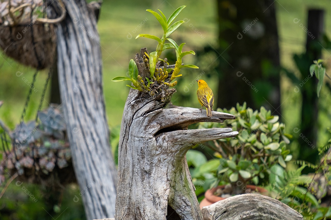 Pequeno canário macho empoleirado no tronco da árvore ao lado da orquídea