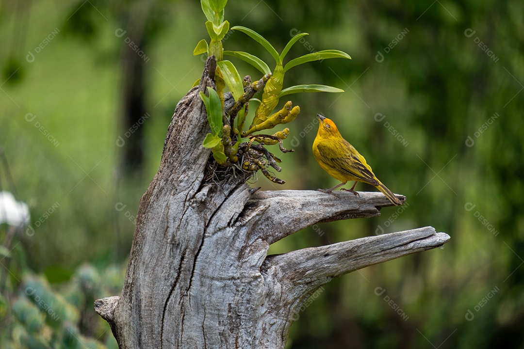 Pequeno canário macho empoleirado no tronco da árvore ao lado da orquídea