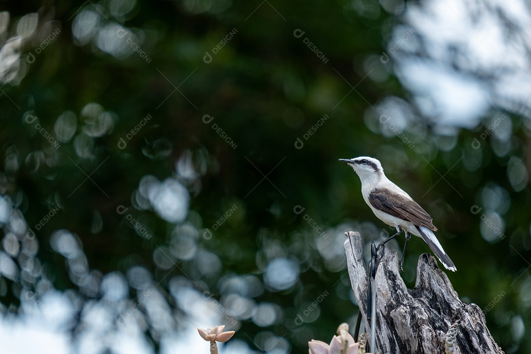 Ave conhecida como lavadeira mascarada fluvicola nengeta