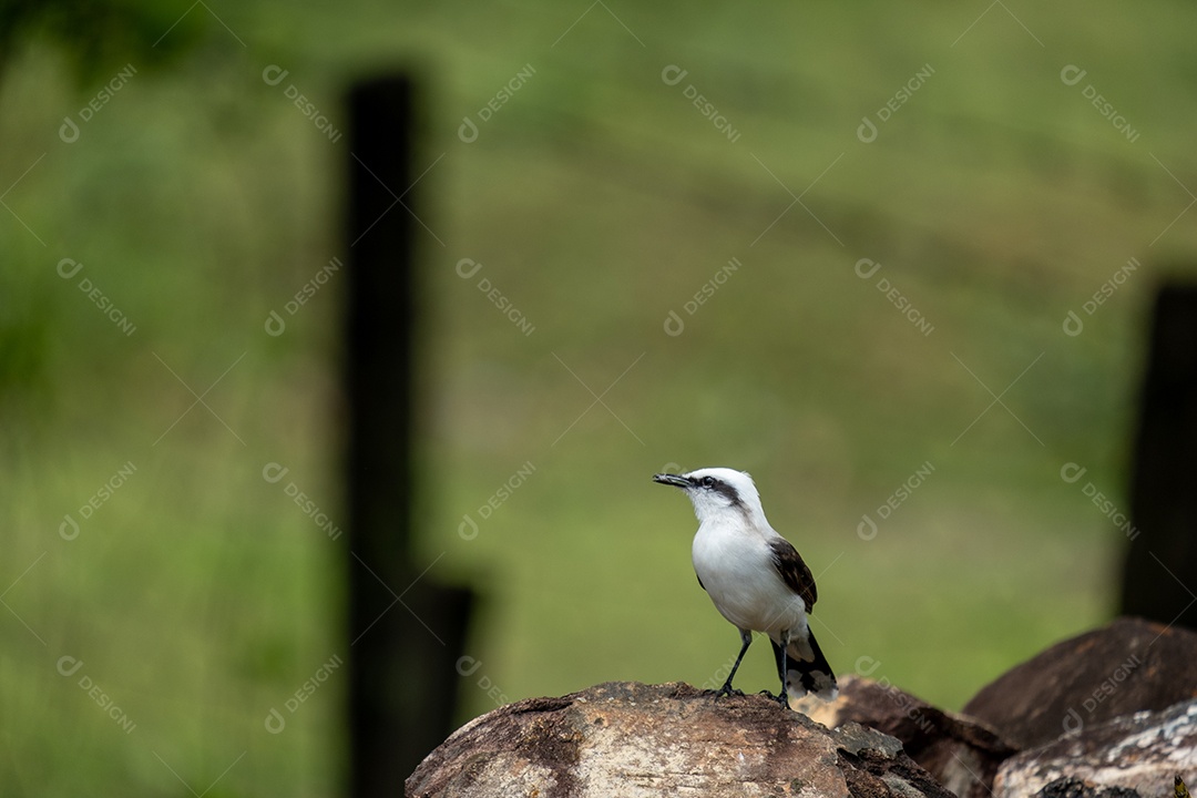 Ave conhecida como lavadeira mascarada fluvicola nengeta