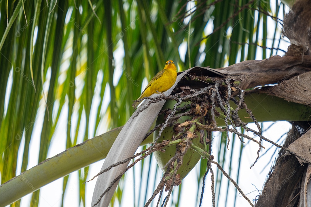 Canário macho empoleirado em uma folha de coco