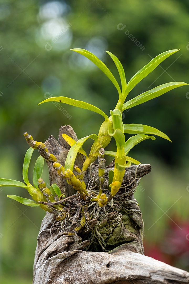 Pequena orquídea sem flores alojada em um pedaço de tronco de árvore