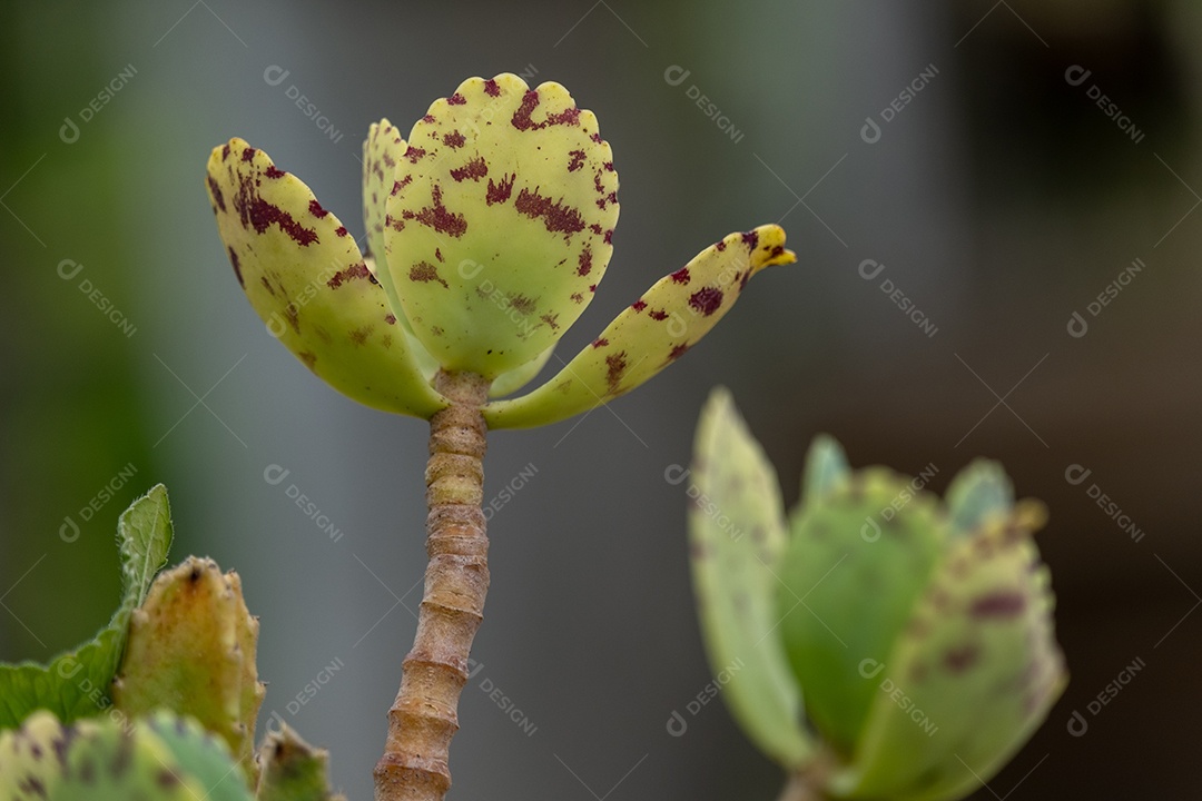 Planta suculenta kalanchoe marmorata e pequenos cactos
