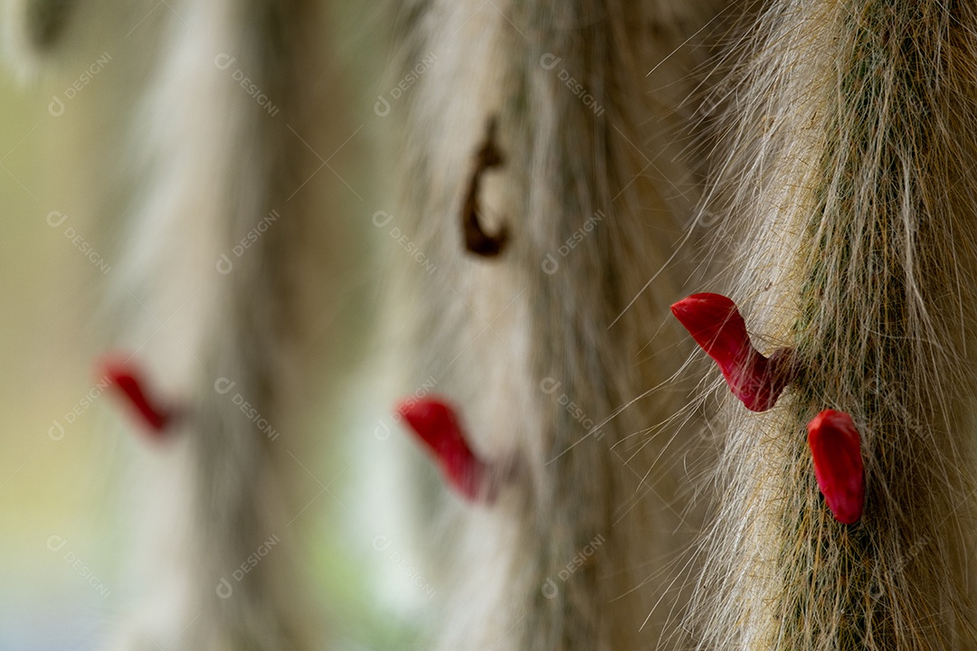 Cacto conhecido como rabo de macaco com botão de flor vermelho