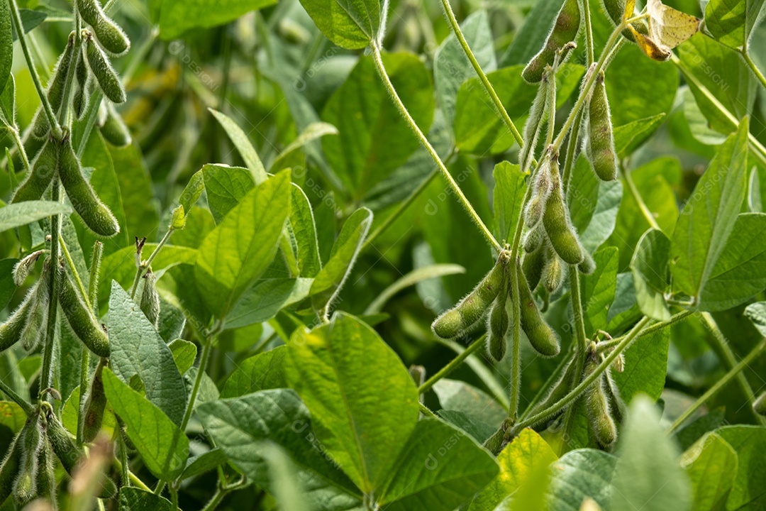 Plantação de soja com vagens visíveis em um dia ensolarado